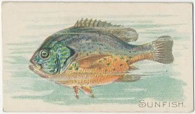41 Sunfish